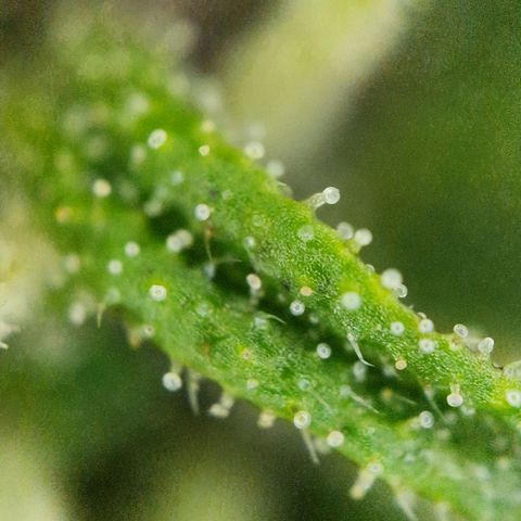 Apricot Gorilla Auto growlog timeline photo