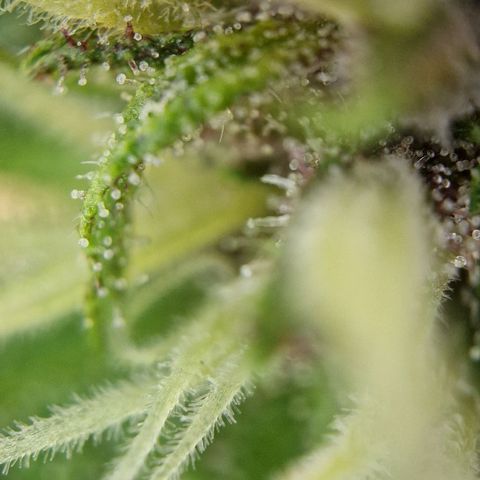 Apricot Gorilla Auto growlog timeline photo