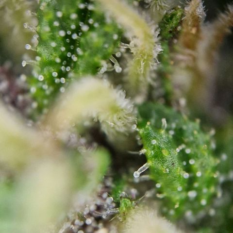 Apricot Gorilla Auto growlog timeline photo