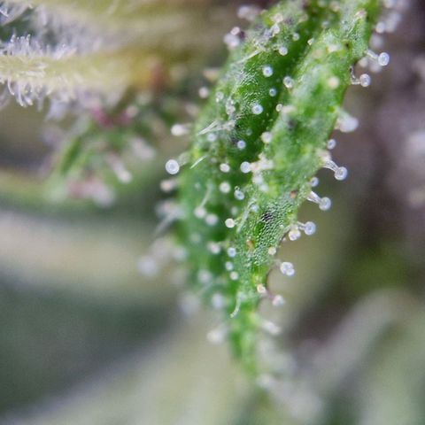 Apricot Gorilla Auto growlog timeline photo