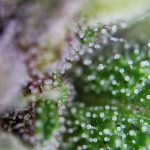Apricot Gorilla Auto growlog timeline photo