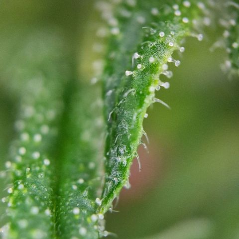 Ostsee Hanf growlog timeline photo