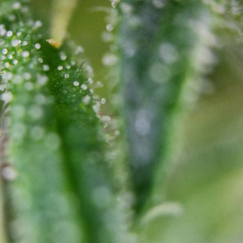 Ostsee Hanf growlog timeline photo