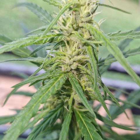 Ostsee Hanf growlog timeline photo