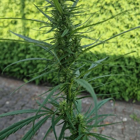 Ostsee Hanf growlog timeline photo