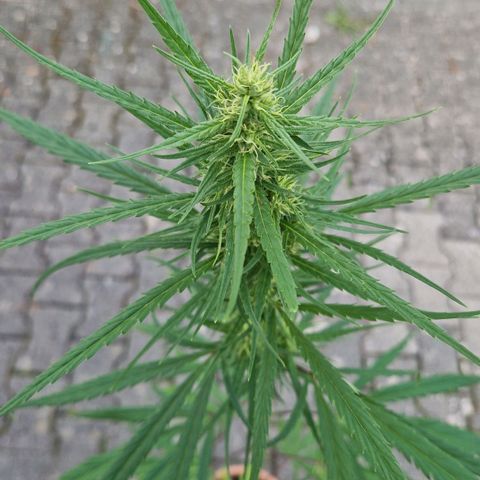 Ostsee Hanf growlog timeline photo