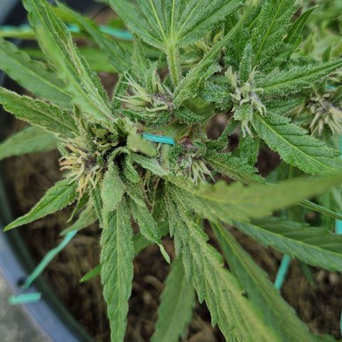 Apricot Gorilla Auto growlog timeline photo
