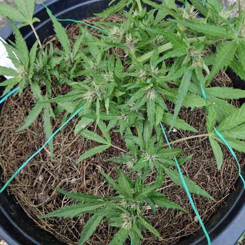 Apricot Gorilla Auto growlog timeline photo