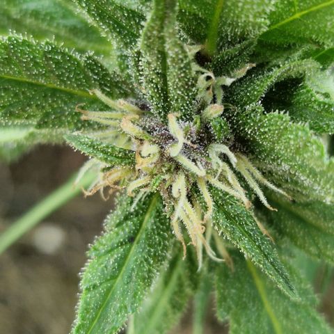 Apricot Gorilla Auto growlog timeline photo