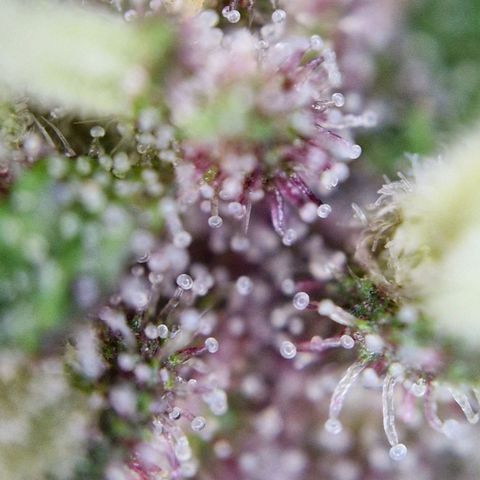 Apricot Gorilla Auto growlog timeline photo
