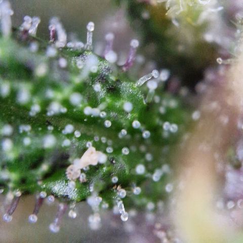 Apricot Gorilla Auto growlog timeline photo