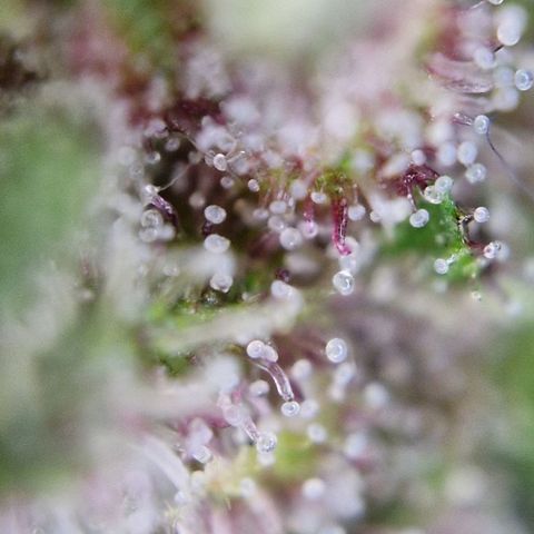 Apricot Gorilla Auto growlog timeline photo