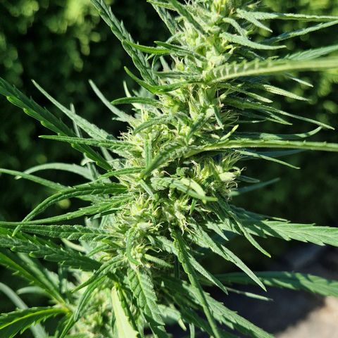 Ostsee Hanf growlog timeline photo