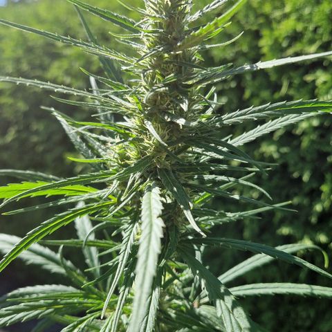 Ostsee Hanf growlog timeline photo