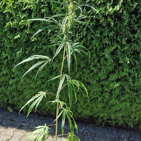 Ostsee Hanf growlog timeline photo