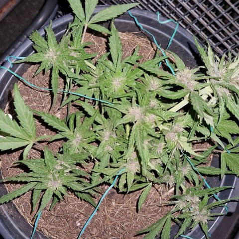 Apricot Gorilla Auto growlog timeline photo