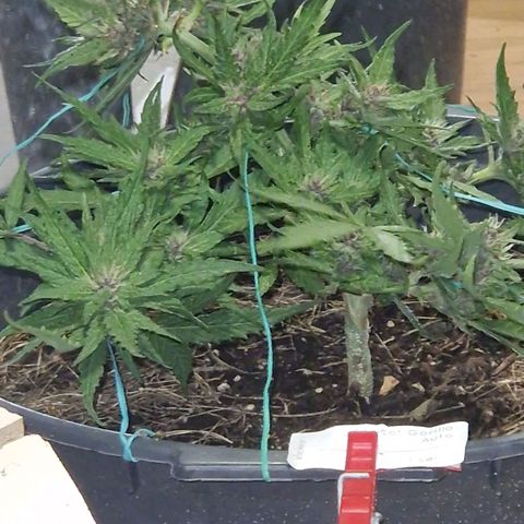 Apricot Gorilla Auto growlog timeline photo