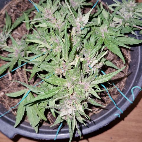 Apricot Gorilla Auto growlog timeline photo