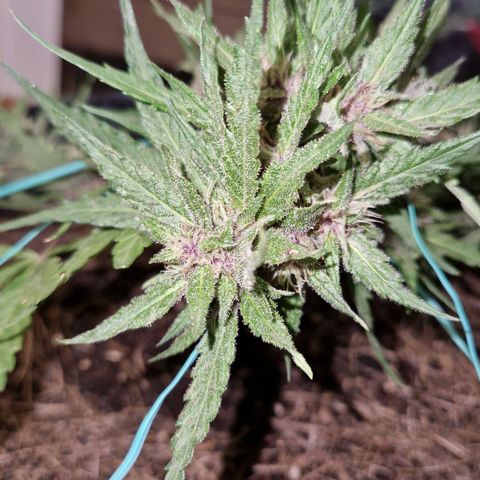 Apricot Gorilla Auto growlog timeline photo