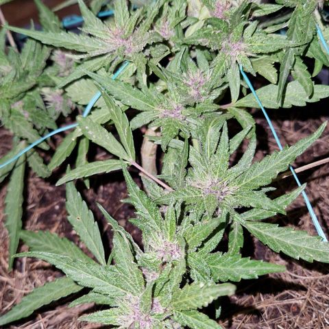 Apricot Gorilla Auto growlog timeline photo