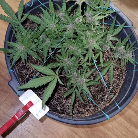 Apricot Gorilla Auto growlog timeline photo