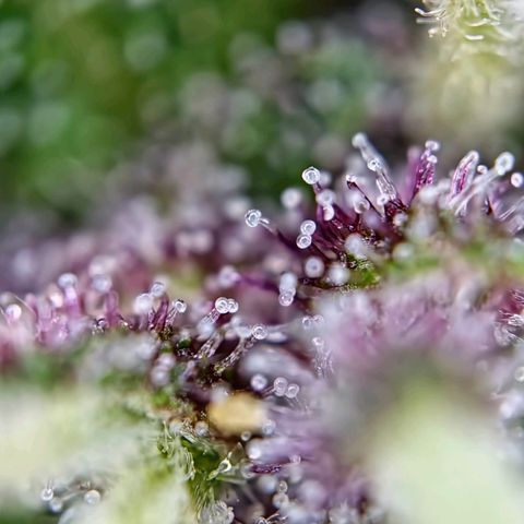 Apricot Gorilla Auto growlog timeline photo