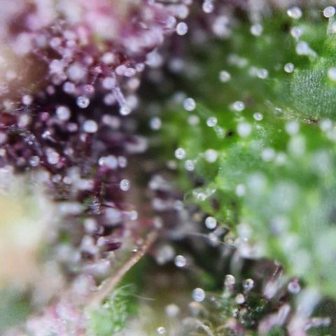 Apricot Gorilla Auto growlog timeline photo