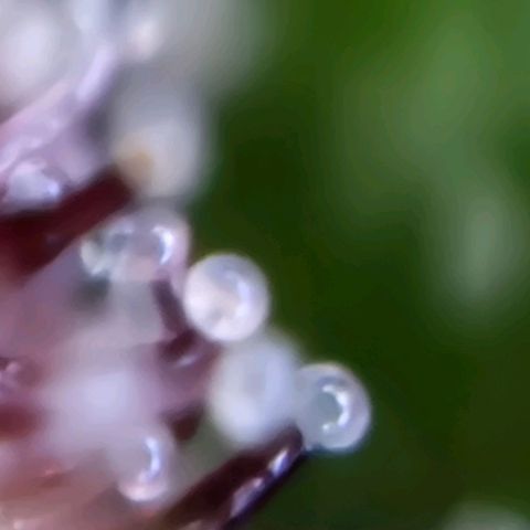 Apricot Gorilla Auto growlog timeline photo