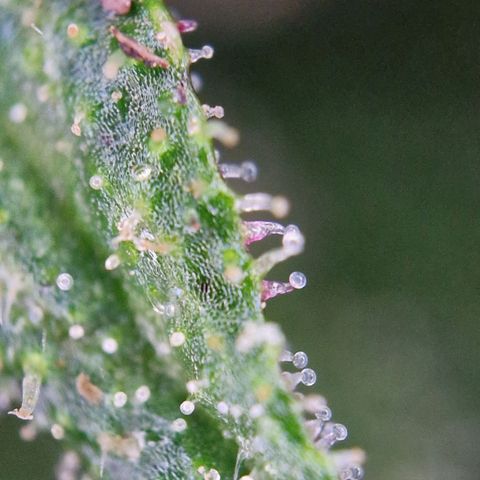 Apricot Gorilla Auto growlog timeline photo