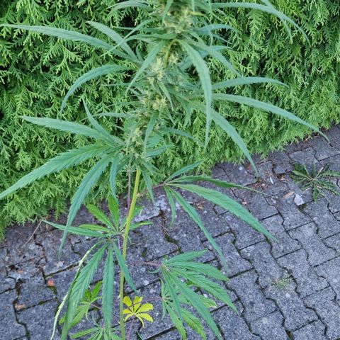 Ostsee Hanf growlog timeline photo