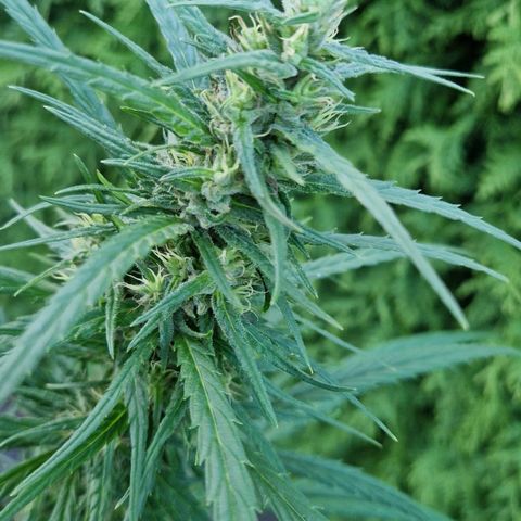 Ostsee Hanf growlog timeline photo