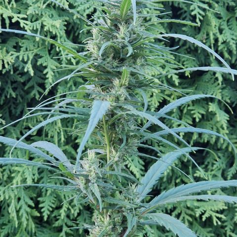 Ostsee Hanf growlog timeline photo