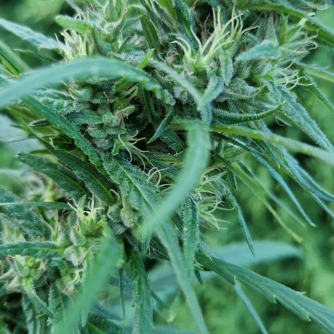 Ostsee Hanf growlog timeline photo