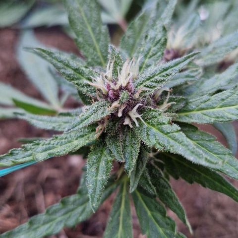 Apricot Gorilla Auto growlog timeline photo