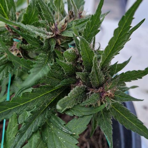 Apricot Gorilla Auto growlog timeline photo