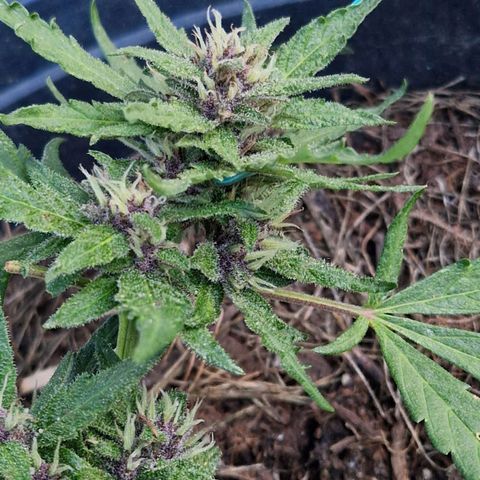 Apricot Gorilla Auto growlog timeline photo
