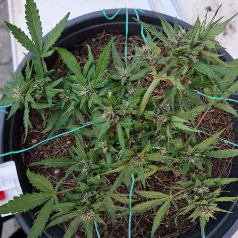 Apricot Gorilla Auto growlog timeline photo