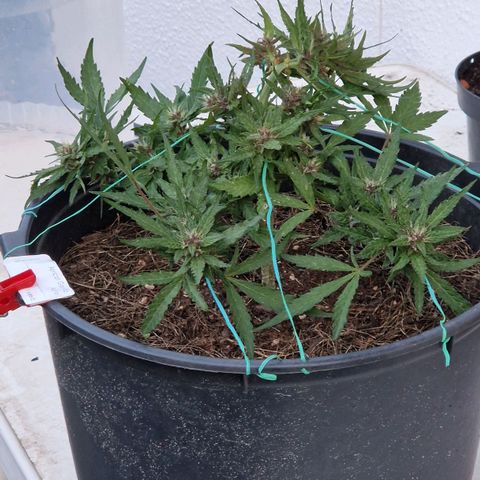 Apricot Gorilla Auto growlog timeline photo