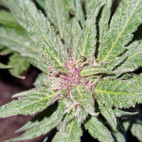 Apricot Gorilla Auto growlog timeline photo