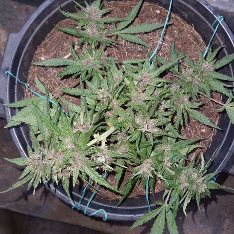 Apricot Gorilla Auto growlog timeline photo