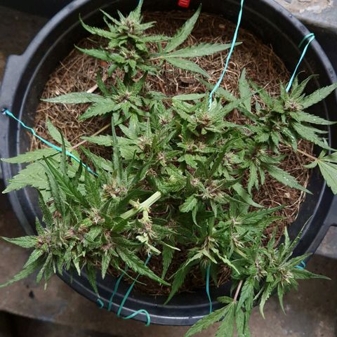 Apricot Gorilla Auto growlog timeline photo
