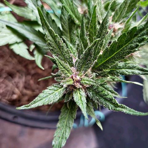 Apricot Gorilla Auto growlog timeline photo