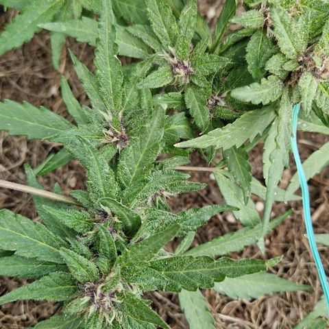 Apricot Gorilla Auto growlog timeline photo