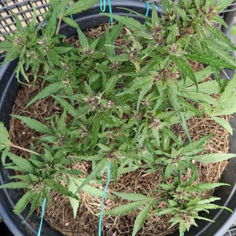 Apricot Gorilla Auto growlog timeline photo