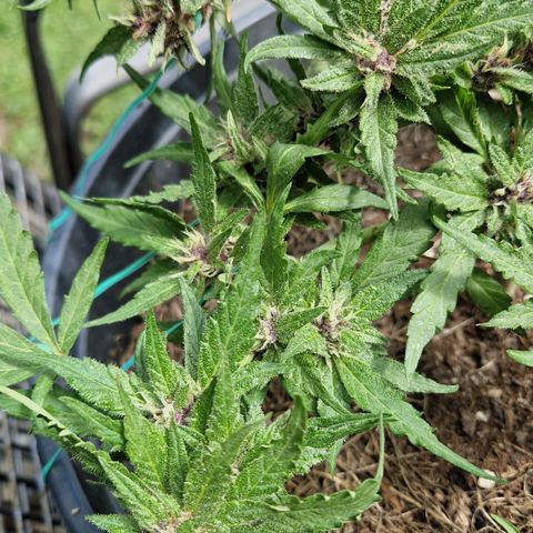 Apricot Gorilla Auto growlog timeline photo