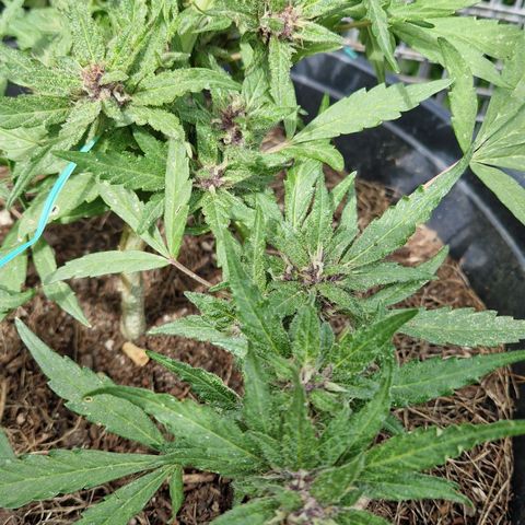 Apricot Gorilla Auto growlog timeline photo