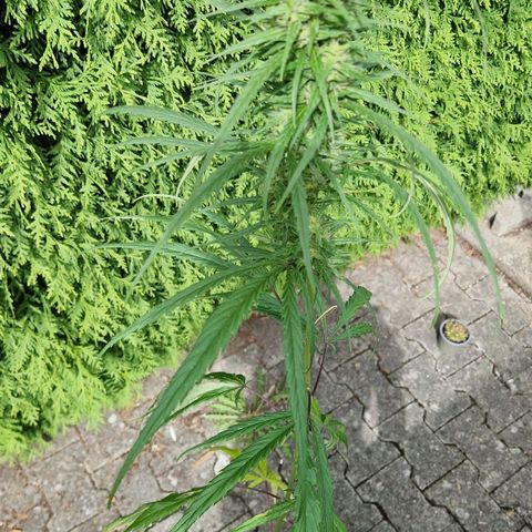 Ostsee Hanf growlog timeline photo