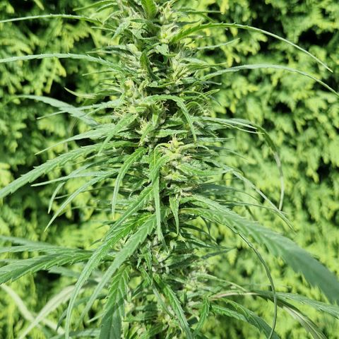 Ostsee Hanf growlog timeline photo