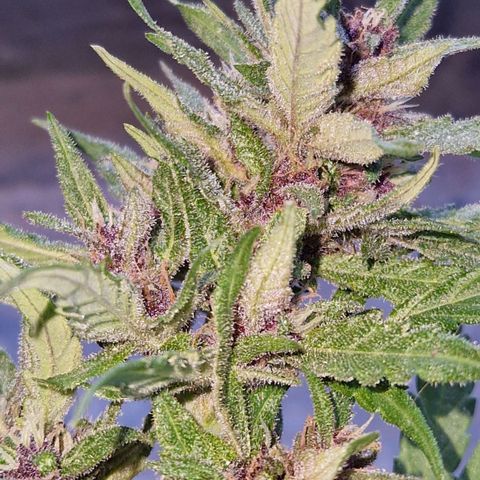 Apricot Gorilla Auto growlog timeline photo