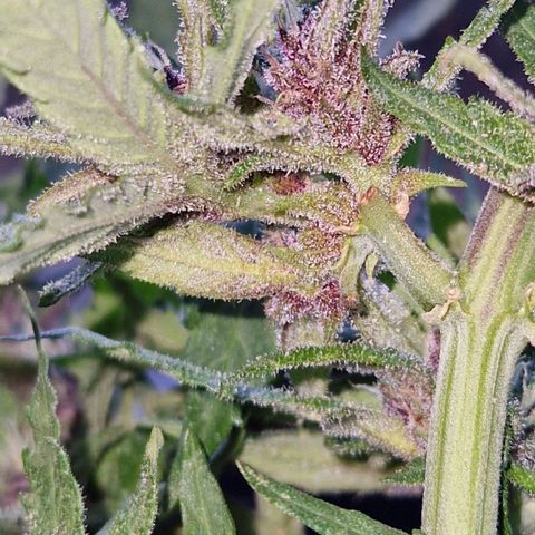 Apricot Gorilla Auto growlog timeline photo